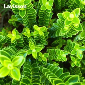 Xanh lá – Trả lại sự cân bằng cho cuộc sống